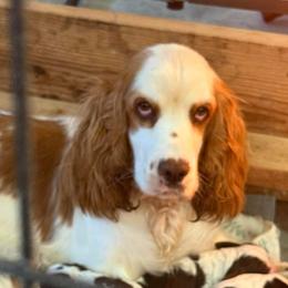 Sandy - English Springer Spaniel