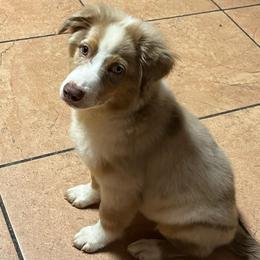 Oso - Red merle male Miniature Australian Shepherd puppy in Alabama from SBA Aussies
