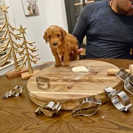 Ryder - Red  male Poodle puppy in Statesboro, Georgia from Briar Creek Kennels