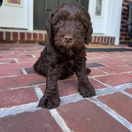 Purple Collar Girl - Chocolate female Australian Labradoodle puppy in Hagerstown, Maryland from Westfields Labradoodles