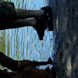 Labrador Retrievers from Southwind Labradors