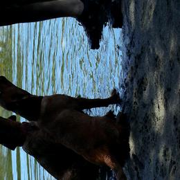 Labrador Retrievers from Southwind Labradors