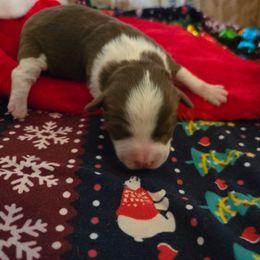 Girl 2 - Brown female Corgipoo puppy in Junction, Utah from Sugar Doodles