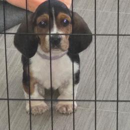 LAVERNE - Black white and brown female Basset Hound puppy in Lexington, Kentucky from Hound Ridge Meadows