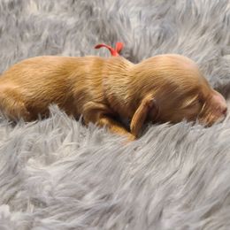 Red AKC - Red male Dachshund puppy in Mesa, Arizona from Diamondback Doxie