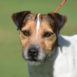 Killian - Jack Russell Terrier