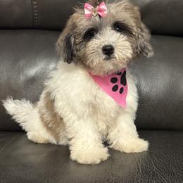Abby - Parti female Maltipoo puppy in Berea, Kentucky from Blair’s Furry Friends