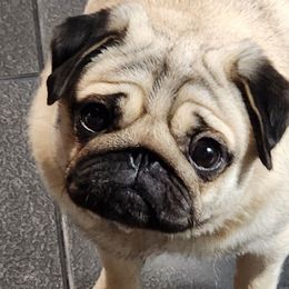 Sophie - Pug