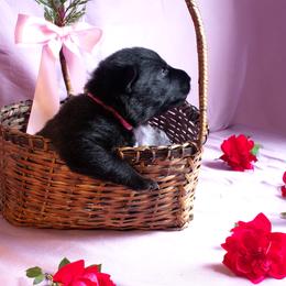 Red Collar Girl - Black female German Shepherd puppy in Oxford, Arkansas from Atlas Shepherds