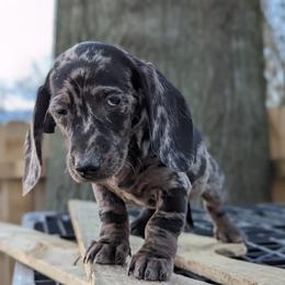 Dachshund Puppies from Valhallah Farms