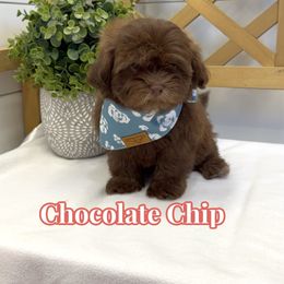 Chocolate Chip - Brown female Shihpoo puppy in Buford, Georgia from Petite Posh Puppies