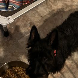 Icey - Scottish Terrier