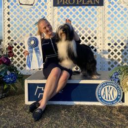 Blue - Tibetan Terrier