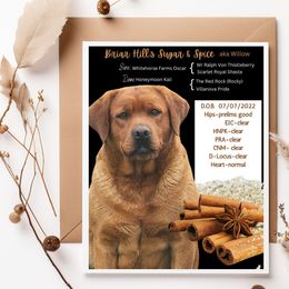 Willow - Labrador Retriever