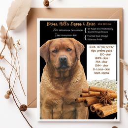 Willow - Labrador Retriever