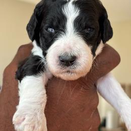 Janie - Parti female Poodle puppy in Randallstown, Maryland from Parson Standards