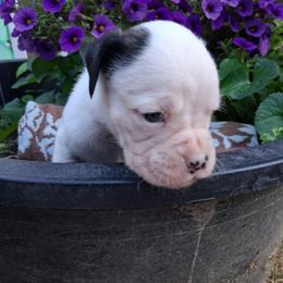 Boy 5 - White male Boxer puppy in Pikeville, Kentucky from Boxers of Whispered Wishes