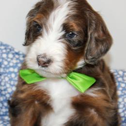 Boy 3 - male Australian Mountain Doodle puppy in Syracuse, Utah from Island View Poodles & Doodles