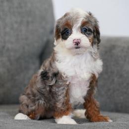 Denali - Merle female Bernedoodle puppy in Dundee, Ohio from Down Home Doodle
