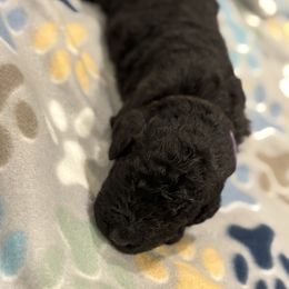 Goldendoodle and Poodle Puppies from Southern Stroll Poodles & Doodles