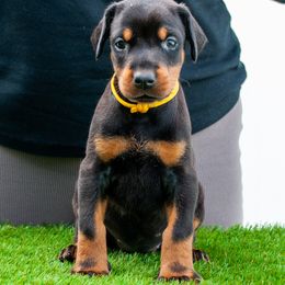 Akira - Black and rust female Doberman Pinscher puppy in Cape Coral, Florida from Divine Kaos European Dobermann