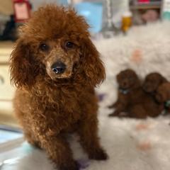 Max - Poodle