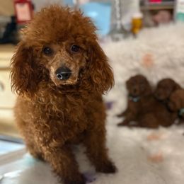 Max - Poodle