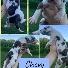 CHEVY - Brindle male Great Dane puppy in Wellsville, New York from Prophecy Danes