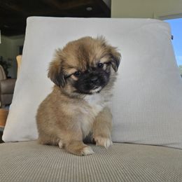 Boy 2 - Red male Tibetan Spaniel puppy in Jacksonville, North Carolina from Coliseum de Cassiope