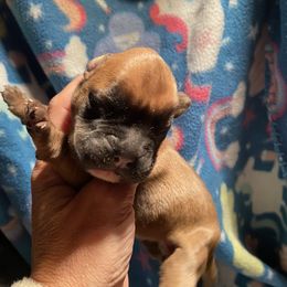 Boy 1 - Boxer puppy in Farmington, Missouri from Sand Creek Boxer Kennel