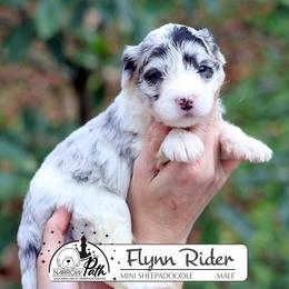 Flynn Rider - Blue merle and white male Sheepadoodle puppy in Cleveland, Tennessee from Narrow Path Old English & Sheepadoodles