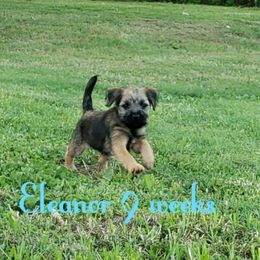 Border Terrier Puppies from Cornerstone Border Terriers