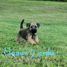 Border Terrier Puppies from Cornerstone Border Terriers
