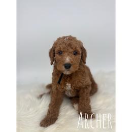 Arthur - Red  male Goldendoodle puppy in Smithfield, Kentucky from KBK9 Kennels