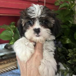 Randy - Black gold and white male Cavatzu puppy in Grove, Oklahoma from Rocky Oak Cavaliers & Biewer Terriers LLC