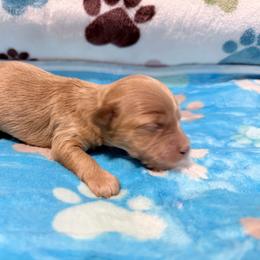 Oak - Cream male Cockapoo puppy in Clarks Summit, Pennsylvania from M&M Cockapoos