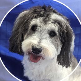 Penny - Coton de Tulear