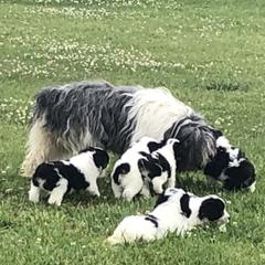 Polish Lowland Sheepdogs from Zielonagora PONs