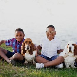 Basset Hound puppies from Three Boys Bassets