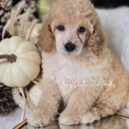 Bentley - Apricot male Poodle puppy in Cleveland, Georgia from Jam's Doodles And Poodles