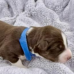Waylon - Red tri-color male Australian Shepherd puppy in Az, Yuma, Arizona from The Southern Dog