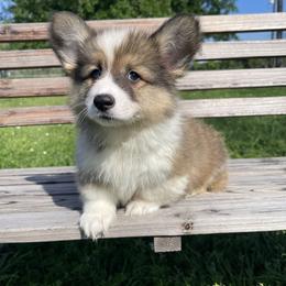 Pembroke Welsh Corgi Puppies from MG Corgis