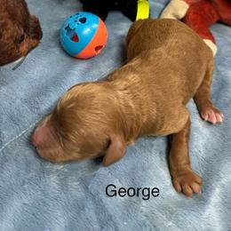 George - Red  male Goldendoodle puppy in Golden, Colorado from Golden Mesa Doodles