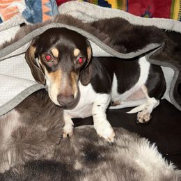 Lala - Dachshund