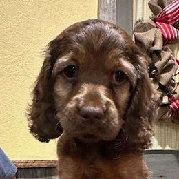 Molly - Brown and tan Cockapoo puppy in Mena, Arkansas from Ouachita River Cockapoos