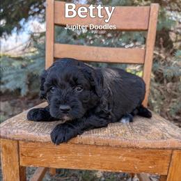 Betty - Black and white female Aussiedoodle puppy in Lake Bronson, Minnesota from Jupiter Doodles