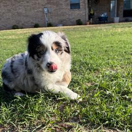 Frost - Blue merle male Miniature Australian Shepherd puppy in Weatherford, Texas from F & T Aussies