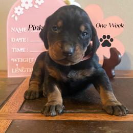 Fathers Day Ready Pink Girl - Black and tan female Black and Tan Coonhound puppy in Pueblo, Colorado from BT Coonhound
