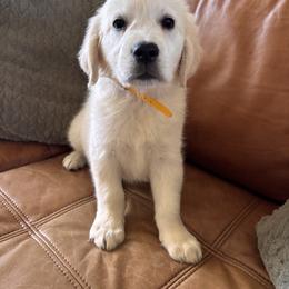 Yellow boy 3500.00 - Light golden male Golden Retriever puppy in Pahrump, Nevada from Southern Nevada Goldens