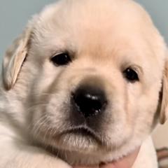 Orange - Labrador Retriever puppy from Timber Creek Labradors